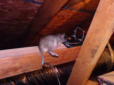 mouse trapping